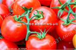 番茄香精 优质食品添加剂香精香料