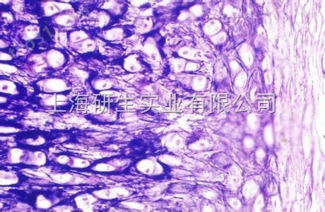 人卵巢癌细胞；Caov-3价格